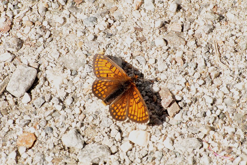Melitaea phoebe?